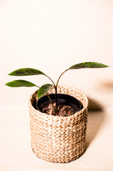 Musa accuminata subsp. zebrina